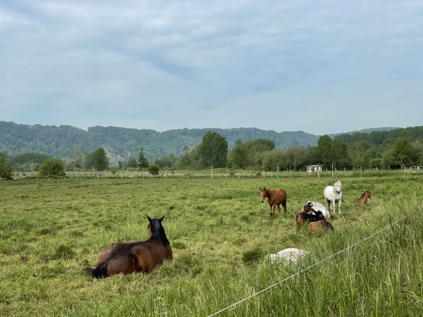 Paysages des marais en bordure de l'étang de Jumièges.