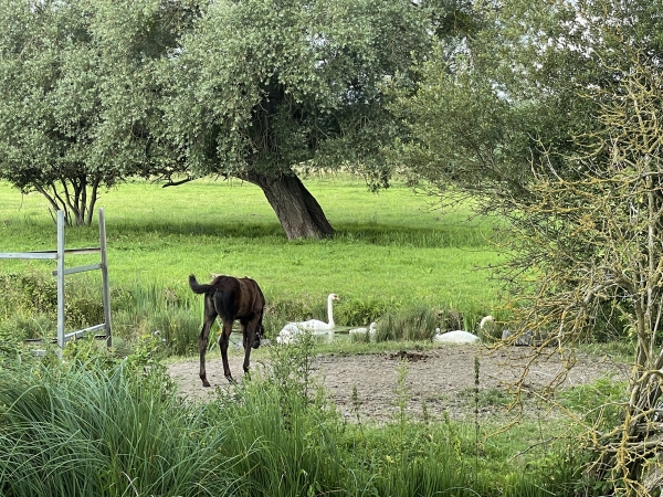 Famille de cygnes derrière un poulain.