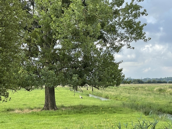 Une cigogne cherche son repas à proximité d'un canal de drainage. (Vidéo dans l'album de la rando).