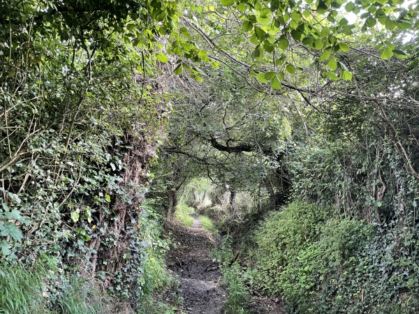 Après la ferme des Hauts-Vents, nous suivons ce chemin en direction du village de Bavent. Malgré le fossé, le chemin peut être très boueux, c'est ce passage qui fait perdre à ce circuit son parapluie vert.