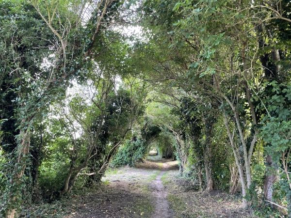 Passage en tunnel de verdure à l'entrée de Petiville.