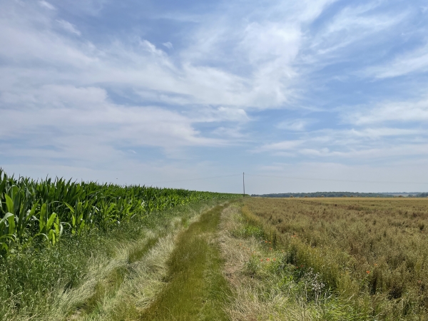 Le chemin est rectiligne, entre les champs de céréales, maïs, colza... Ce chemin suivrait-il l'ancienne voie romaine qui conduisait à Radepont ? On voit ici que les ornières sont bien cachées, mais elles sont bien là.