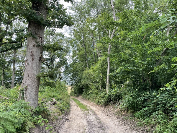 Le chemin suit une partie boisée ? Pas de panique, elle ne fait que 60 mètres.