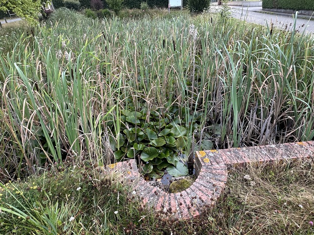 L'itinéraire s'appelle le Circuit des Mares, mais dès la première le ton est donné : les mares ne sont pas entretenues, et celle de la rue des Mareux est désormais envahie de roseaux. A comparer avec les photos de 2021 dans l'album ! Une seule mare est réellement visible sur ce circuit.