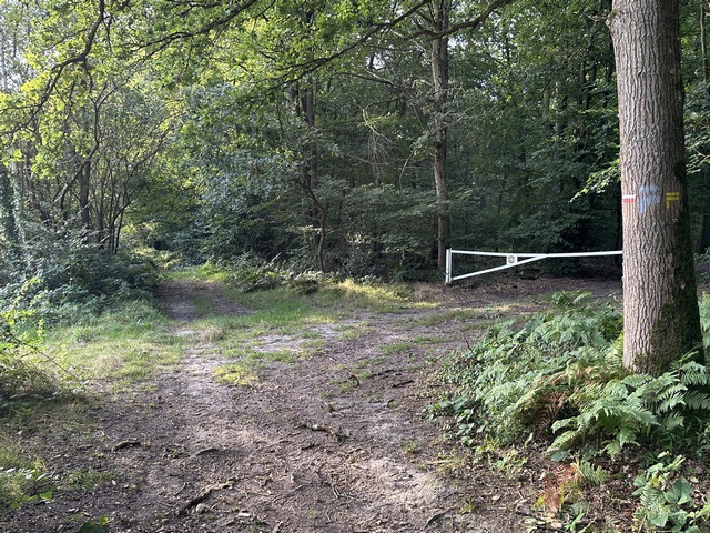 Le circuit officiel tourne ici à droite dans le bois. Nous décidons de continuer jusqu'aux Bruyères sur le GR222.