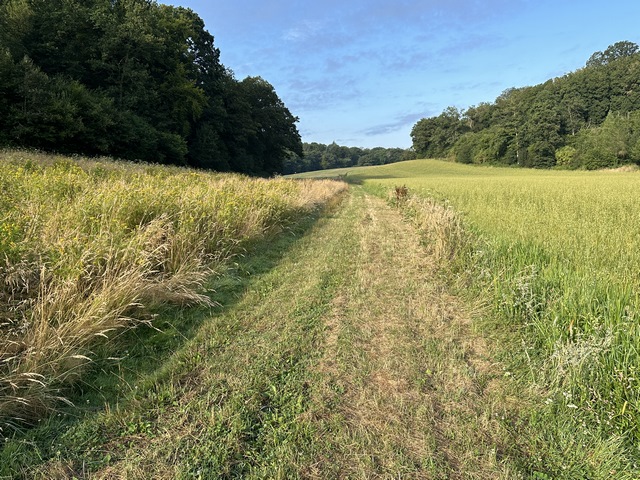 Le chemin suit le vallon entre les deux bois, en direction de Morsent.
