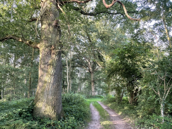 Nous entrons dans le bois de l'Equarissage.
