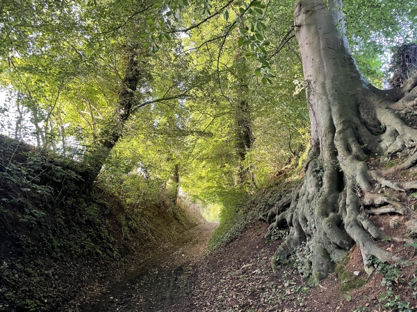 Dès la sortie du bourg, les chemins sont charmants, dans des environnements très variés.