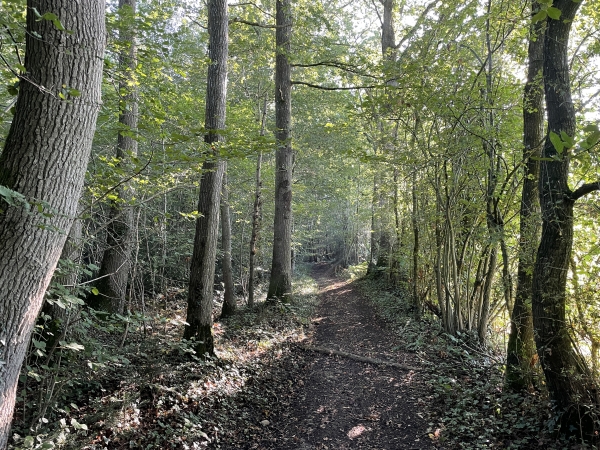 Les chemins sont variés, nous avons quitté le chemin de la Tuilerie et suivons maintenant le chemin du Toquet.