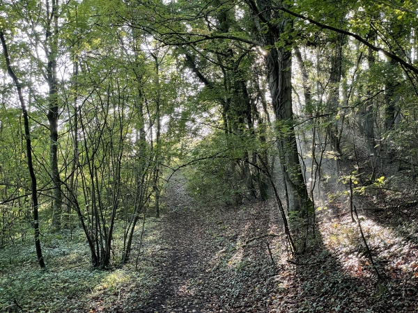Nous suivons le sentier qui monte en forêt. Il n'est pas sur la carte, mais il est bien là, et facile à suivre.