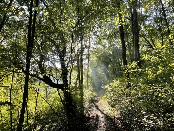 Nous arrivons à la Côte Froide, toujours en forêt. Nous allons bientôt trouver un chemin plus large pour rejoindre le plateau.