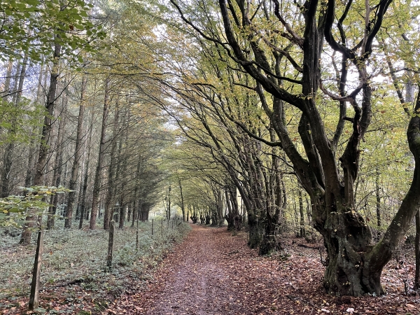 Nous traversons le bois de la Vente des Joncs Marins.