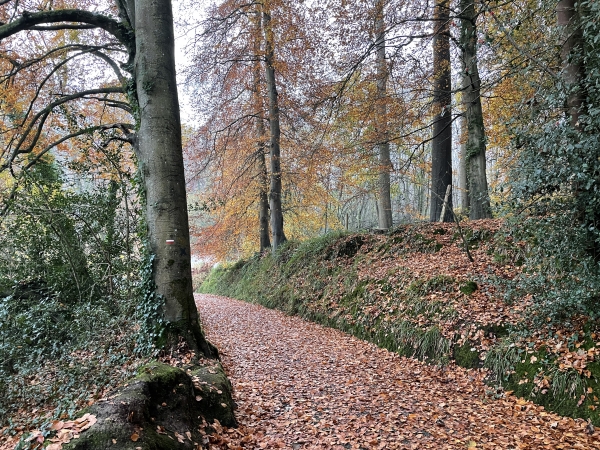 Nous suivons le GR211B. Ce circuit de la Forge est indiqué comme balisé de vert, mais nous n'avons pas vu de balisage, en dehors de celui du GR jusqu'au plateau, et d'un balisage jaune en descendant.