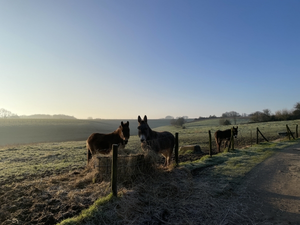 La Pastourelle, dans ses paysages vallonnés. Nous ne sommes pas loin de l'ancienne gare d'Écrainville. Elle était excentrée du bourg, au bout d'une impasse, sur la ligne du Havre-Graville à Tourville-les-Ifs.