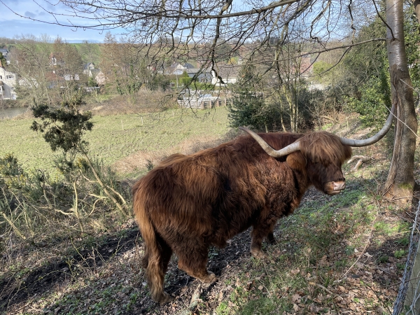 On croise des bovins exotiques sur ces coteaux.