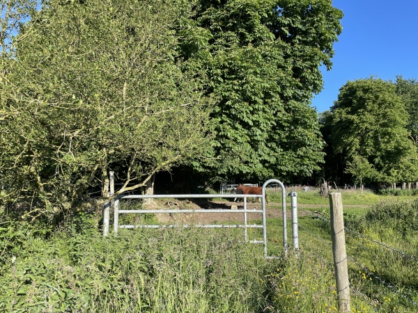 Avant d'entrer en forêt, l'Allée des Maronniers est coupée par deux barrières à bétail munies d'un passage d'homme. Devant la première barrière, l'herbe est haute. Rien de méchant, mais c'est humide le matin.