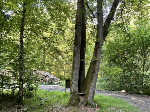 Nous arrivons devant les Quatre Frères, arbre remarquable. Une planche, partiellement avalée par ces chênes, semble offrir un siège au marcheur. Nous tournerons à droite de l'arbre.