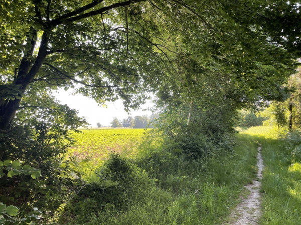 Nous marchons maintenant près de la lisière de la forêt, le long des terres agricoles de la Prée.