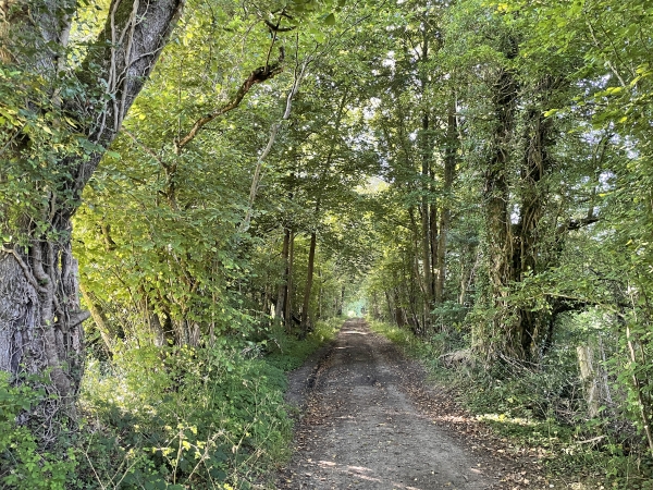 Je quitte la route pour entrer sur ce chemin boisé qui descend vers l'étang de Charentonne.