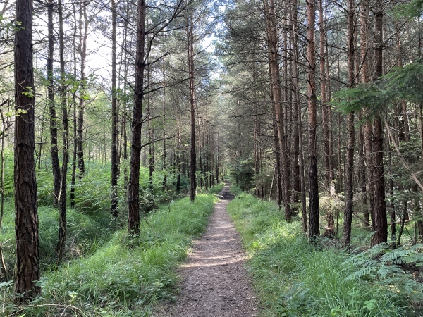 Le chemin longe maintenant le ruisseau de Bréquigny.