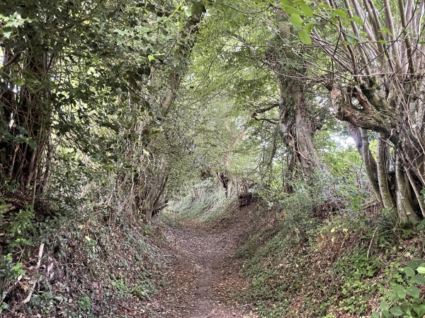 Peu après, je descends dans ce chemin creux vers l'étang des Saint-Pères.