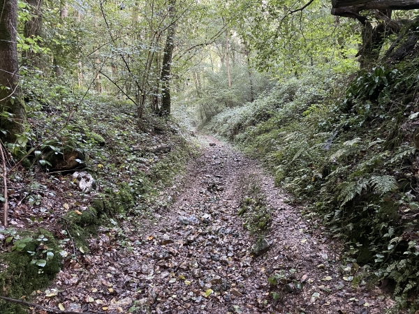 Le chemin de la cavée du Fourneau traverse le bois de la Salle Verte. C'est également le chemin suivi par le GR211.