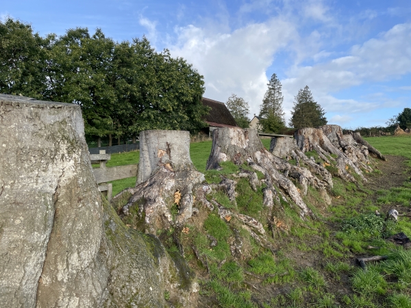 Je prends le chemin des Bétoires à la sortie d'Envronville. Ici, les vestiges d'un ancien clos masure.