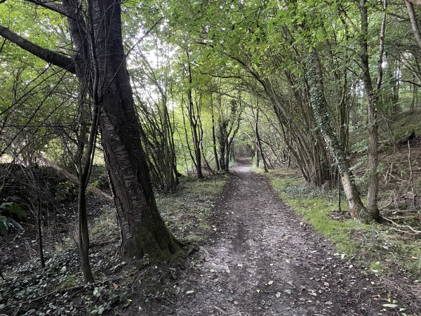 Le chemin longe le bois de la Salle Verte. Le lit du Vert Buisson est toujours à ma gauche.