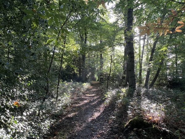 Je continue dans les bois sur le GR211. Je ne suis pas loin du château du Boscol, mais il restera caché par les arbres.