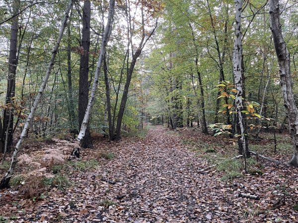 Nous traversons le Bois Mazier.