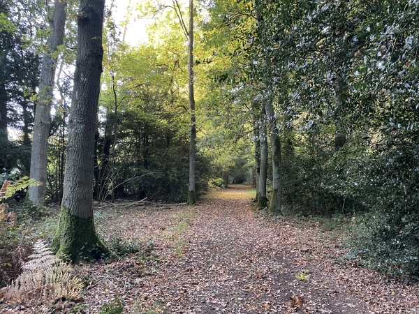 Nous sommes dans les bois qui couvrent le coteau nord du ruisseau d'Authou (ou ruisseau de la Croix Blanche).