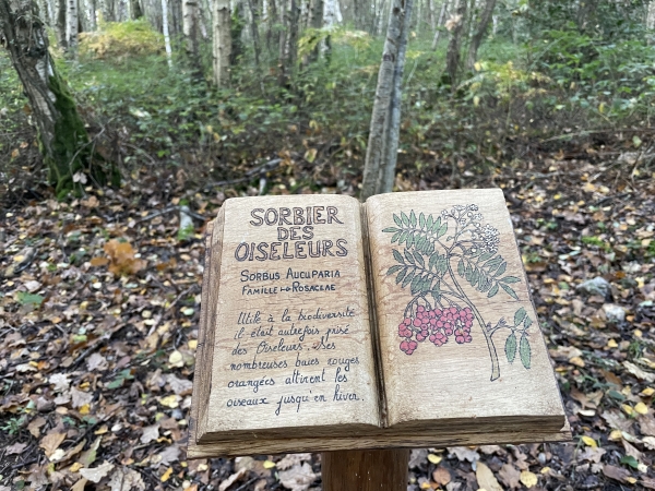 C'est dans ce bois que se trouve le Sentier Nature. Les panneaux d'informations ont été remplacés par ces remarquables herbiers sculptés et peints. L'art vient s'ajouter au plaisir de la découverte et de la marche.