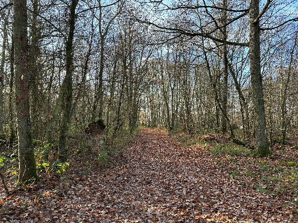 Nous montons sur le coteau ouest de l'Iton, ici dans le bois des Grand-Landes.