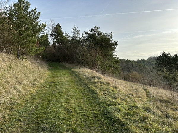J'arrive sur le Mont des Vignes. Le vallon à droite s'appelle la Vigne Noire. Visiblement les coteaux de cette colline n'ont pas toujours été boisés !