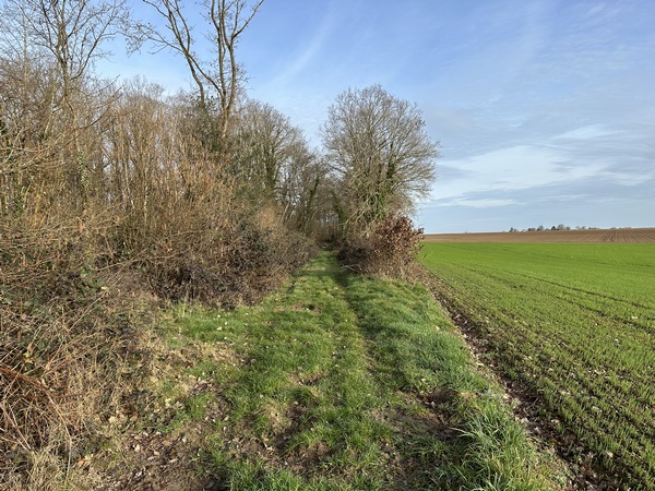 Le chemin longe la lisière du Bois Quenin.