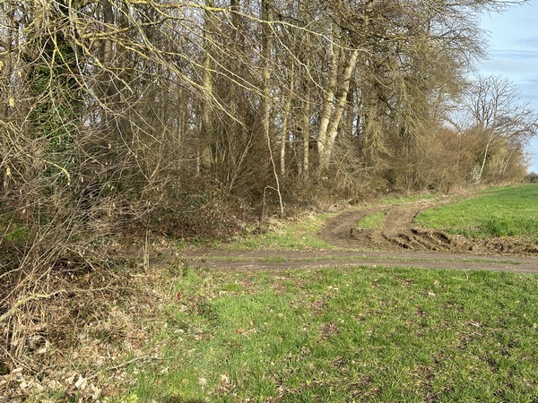 J'arrive à un large chemin qui sépare le Bois Quenin du Bois Saint-Pierre. Je vais le suivre à gauche.
