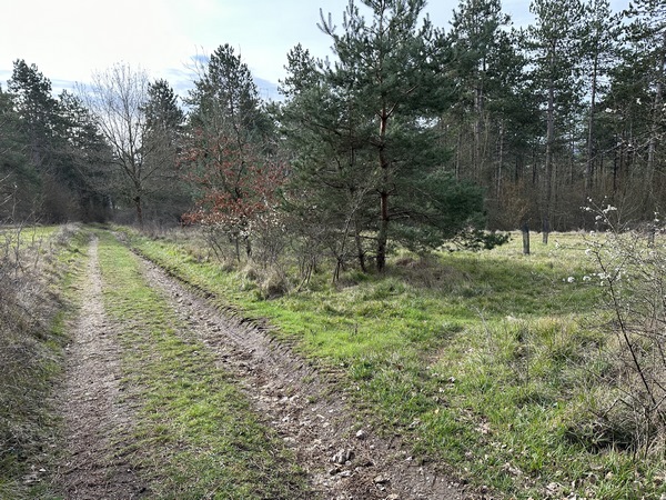 Je continue dans le Bois Ricard. La seule indication que j'avais pour trouver l'Arbre aux Sorcières était "Tu entres dans la clairière du Bois Ricard et tu suis le chemin qui la prolonge". Je quitte donc le chemin et tourne à droite.