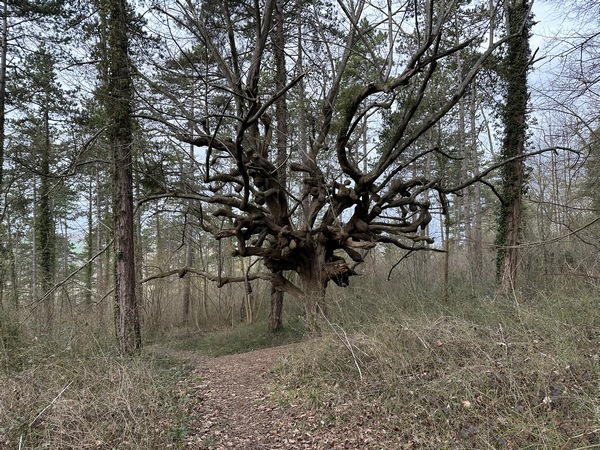 Tout à coup, l'Arbre aux Sorcières se dévoile ! Quel spectacle ! L'absence de feuillage souligne les formes torturées de ses branches.