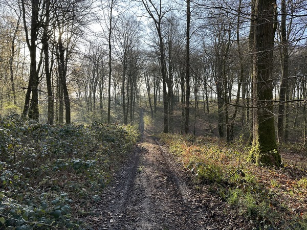 Nous traversons le bois du Tost sur un long chemin rectiligne.