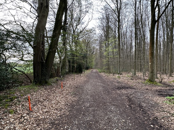 C'est un large chemin qui avance à proximité de la lisière.