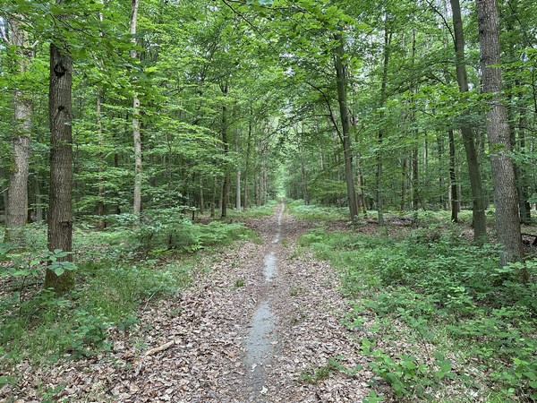 Entre les parcelles 8 et 18, je tourne à gauche sur ce chemin qui suit une ligne de coupe.