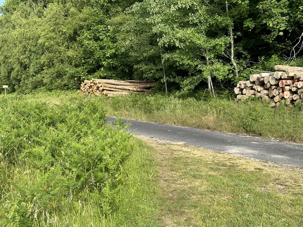 J'arrive sur la route forestière de Belbeuf. Je vais tourner à gauche, puis au premier chemin à droite.