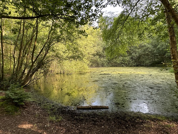 Voilà le but de cette promenade matinale : la mare Baumarquet dans la zone du Chapeau à Trois Cornes. Les mares ne sont pas nombreuses sur ce massif, et les traces montrent que c'est un lieu de rendez-vous fréquenté de la faune locale.