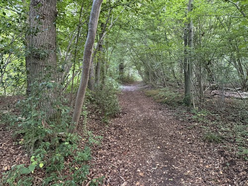 Le chemin continue dans le bois du Bosc aux Moines.