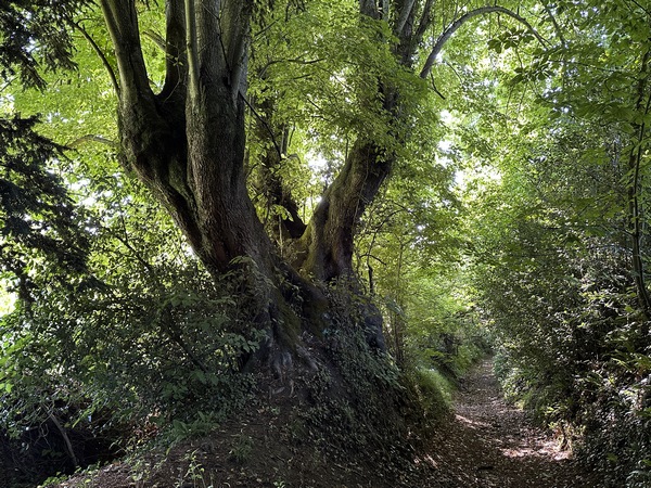 Magnifique Tilleul, ou bouquet de tilleuls, sur le chemin du Lieu Saulnier. La photo verticale est dans l'album de la rando.