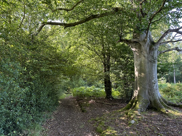 De nombreux arbres ont pu s'épanouir le long de ces chemins, préservés de la tronçonneuse par leur éloignement des routes.