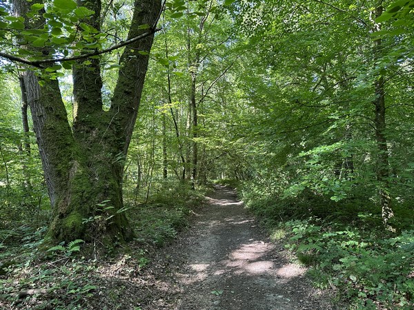 Rapidement, nous retrouvons les chemins. Celui-ci s'appelle le chemin du Calvaire, et monte dans le bois de Blangy.