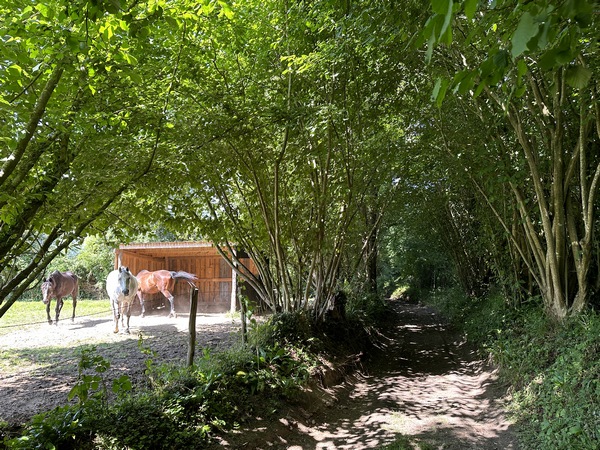 Après la Côte des Girouettes, nous retrouvons un chemin, celui des Grands Champs.