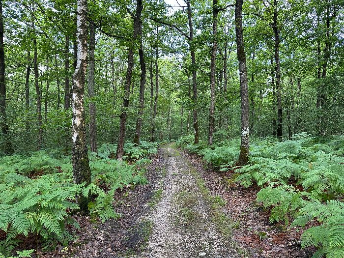 Nous entrons en forêt d'Elbeuf (et en Seine-Maritime) sur des chemins renforcés. Malgré la pluie abondante de ces derniers jours, nous sommes au sec.
