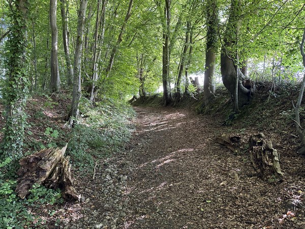 Nous montons sur le coteau boisé en direction du plateau.